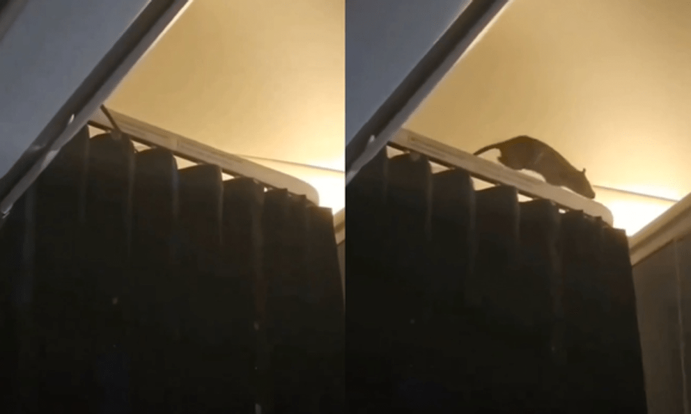 Chuột chạy loạn trong khoang máy bay, hơn 250 hành khách hoảng loạn mắc kẹt