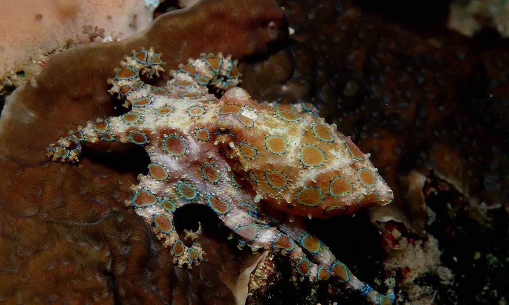 Đi nghỉ dưỡng, du khách vô tình cầm trên tay “thần chết đại dương” có nọc độc gấp 1.000 lần Xyanua