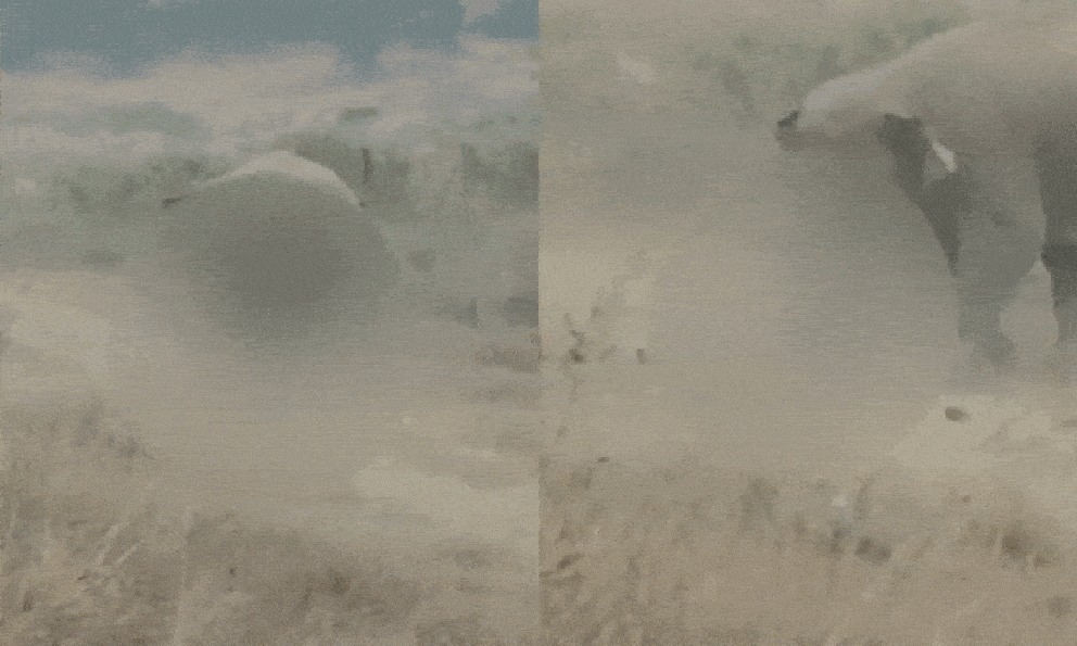 Khoảnh khắc rùng rợn: Người đàn ông bị đàn voi hoang dã giẫm chết khi mải tiến tới chụp ảnh selfie