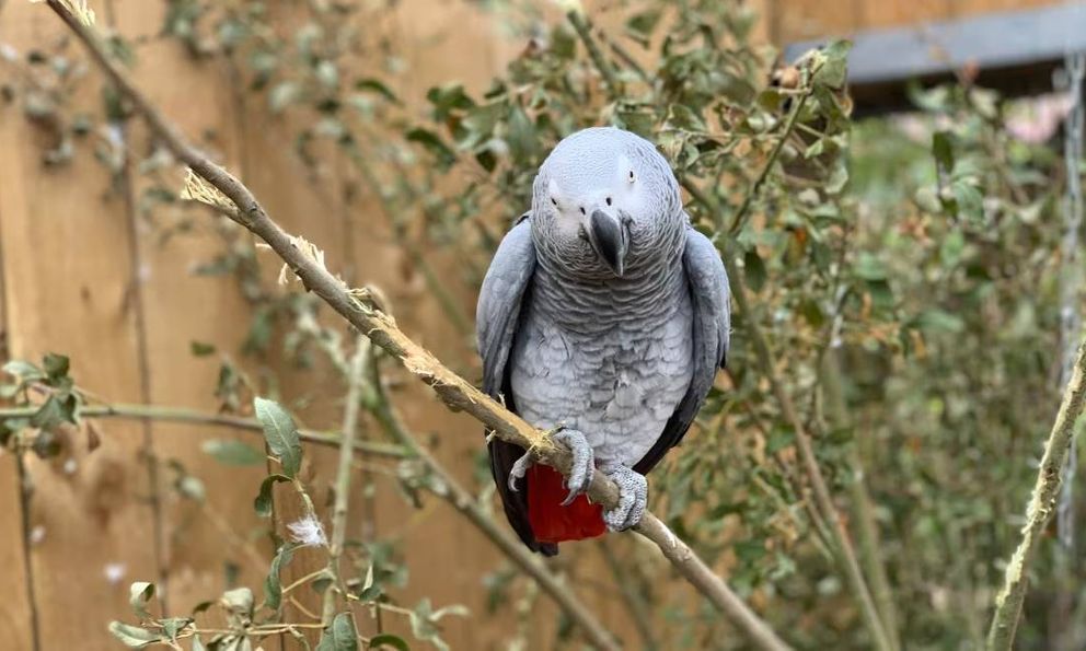 5 con vẹt trong công viên bị cách ly vì liên tục chửi thề, lăng mạ khách, giám đốc đi qua còn bị gọi là… béo