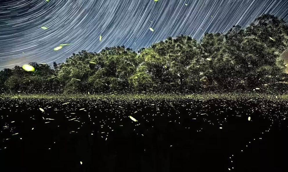 Chúng ta có thể là thế hệ cuối cùng được nhìn thấy đom đóm