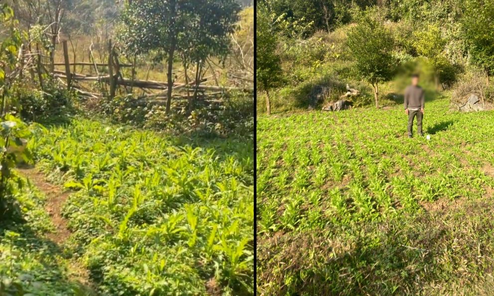 Bất ngờ khám phá “khu vườn bí mật” của 3 anh em họ Hoàng, thu giữ 7.838 cây rau lạ