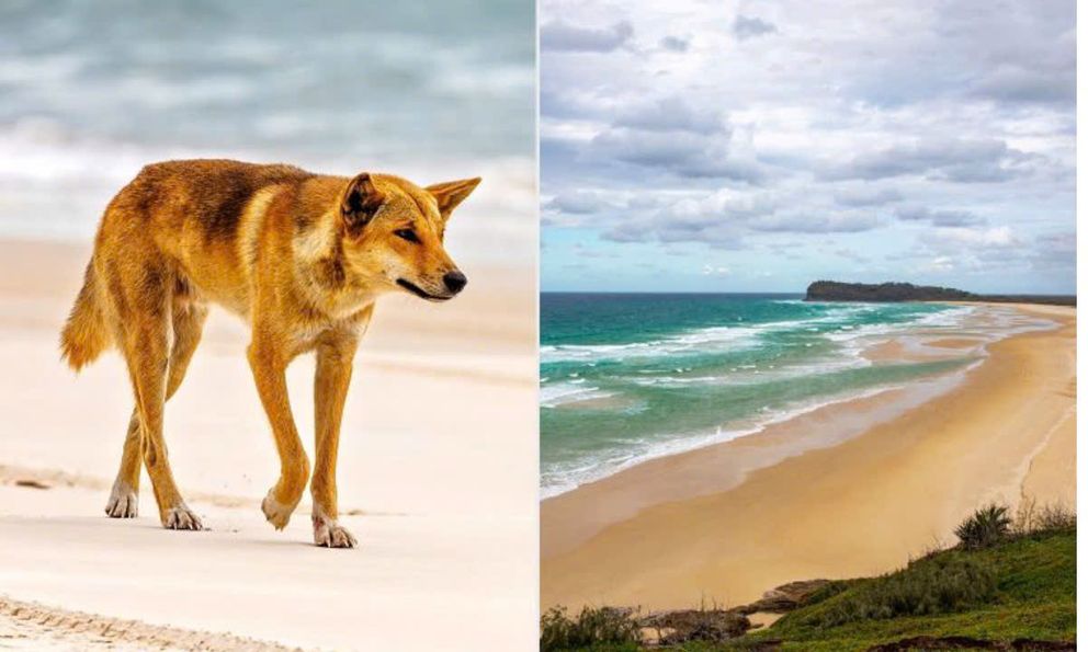 Phát hiện cô gái 19 tuổi tử vong trên bãi biển nổi tiếng với 10 con chó hoang xung quanh