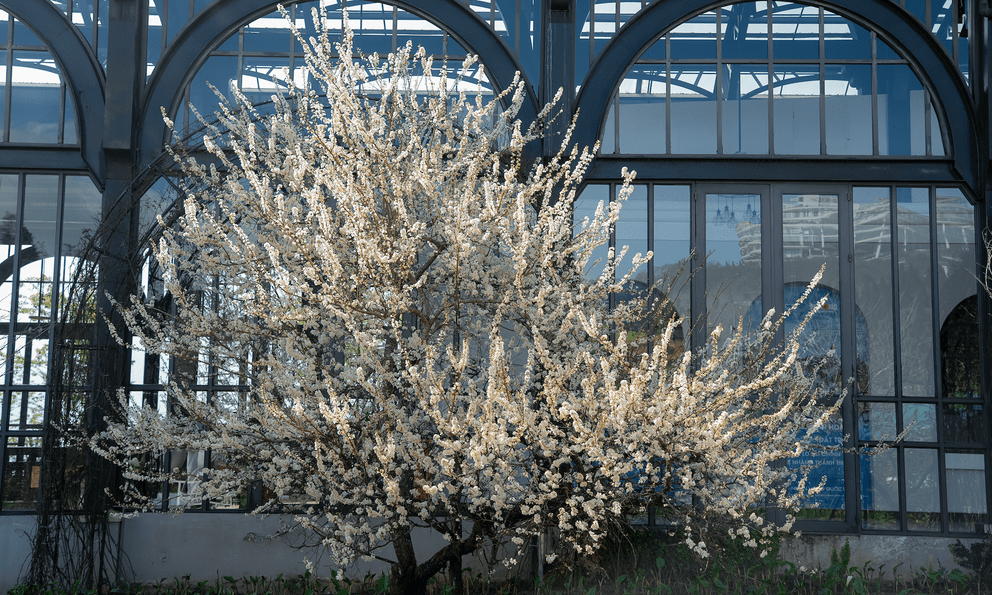 Tin vui cho hàng triệu người đi Sa Pa thời gian này