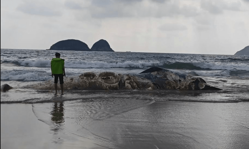 Vật thể lạ dài 11m dạt vào bãi biển nổi tiếng khiến nhiều người kinh hãi, cơ quan chức năng vào cuộc điều tra