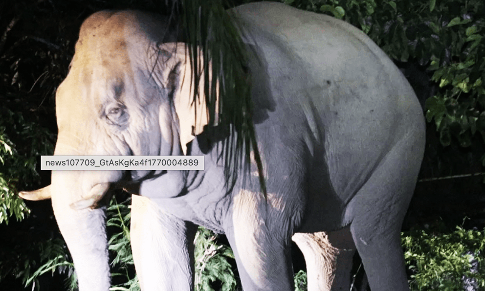 Du khách tử vong sau khi bị voi đực tấn công trong khu cắm trại ở Vườn quốc gia, nhiều người không dám rời khỏi lều vì sợ hãi