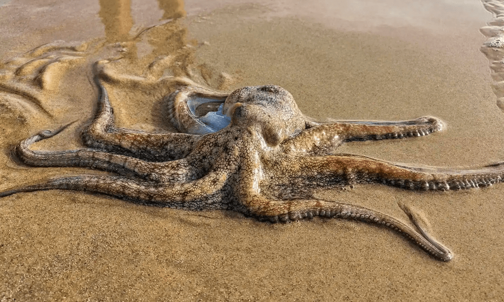 Bạch tuộc bỗng nhiên chết hàng loạt bên bờ biển: Lời cảnh báo đáng sợ cho con người 