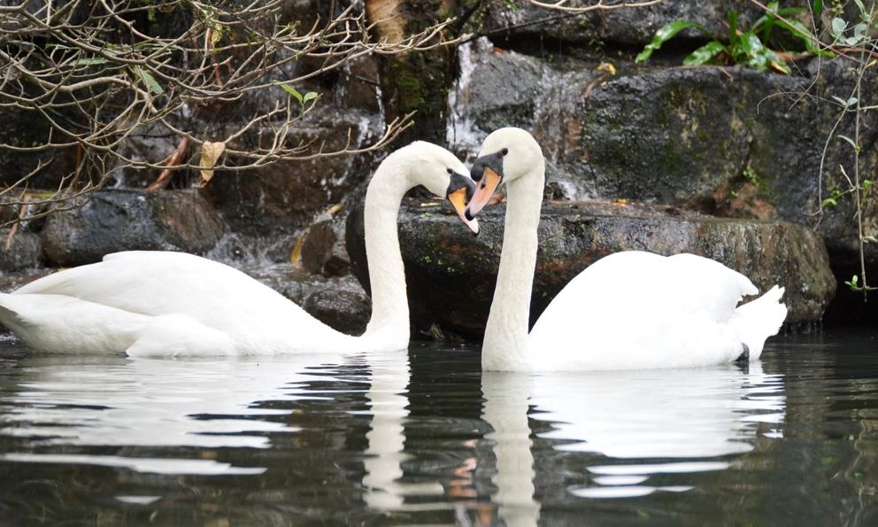 Cặp thiên nga trắng Dương - Hảo ở Thảo Cầm Viên tái hợp sau biến cố bị 