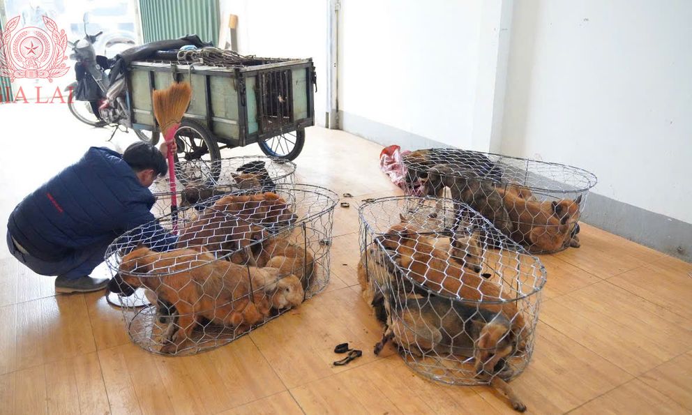 Băng nhóm “cẩu tặc” liên tỉnh sa lưới: 5.200 con chó bị bắt trộm, 52 tấn tuồn đi tiêu thụ thu lợi 2,6 tỷ đồng