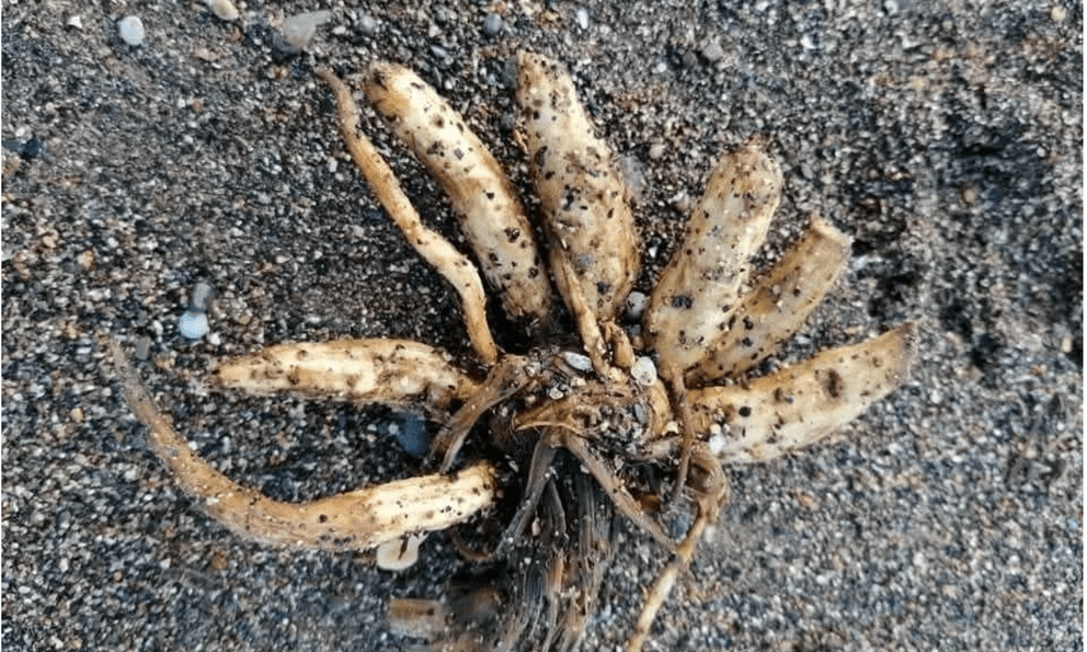 Loài cây kịch độc có thể gây tử vong chỉ sau một lần chạm trôi dạt vào bãi biển nổi tiếng, chuyên gia phát cảnh báo khẩn