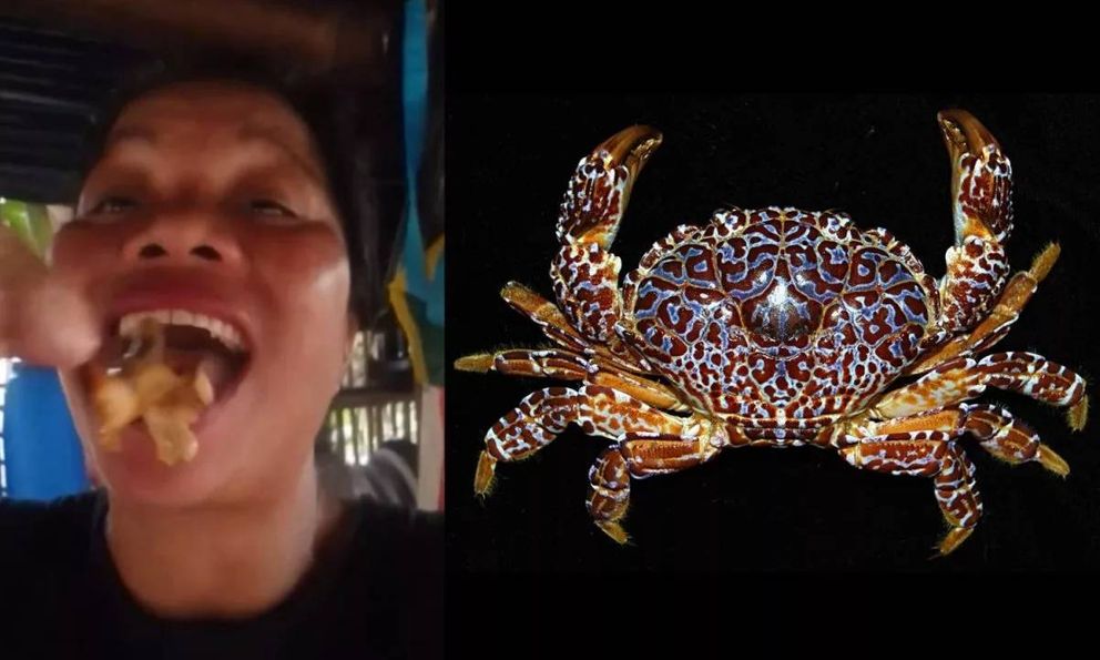 Nữ KOL nổi tiếng tử vong sau khi nuốt cua quỷ cực độc trên sóng livestream