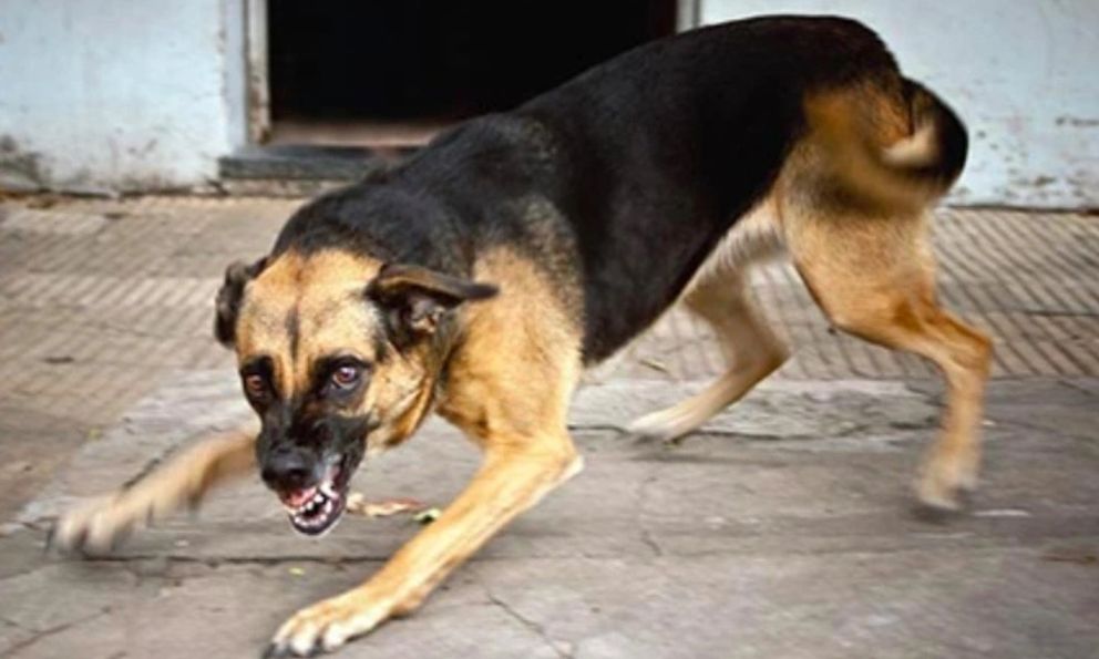 Báo động đỏ bệnh dại ở Đà Nẵng: Phát hiện 3 ổ dịch dại trên chó, 6 người bị phơi nhiễm sau Tết