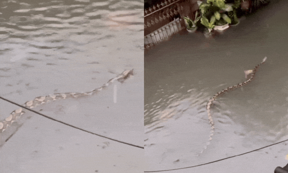 Sốc: Trăn khổng lồ dài 5m bơi giữa phố ngập ở Bali, clip từ ban công khiến dân mạng rùng mình