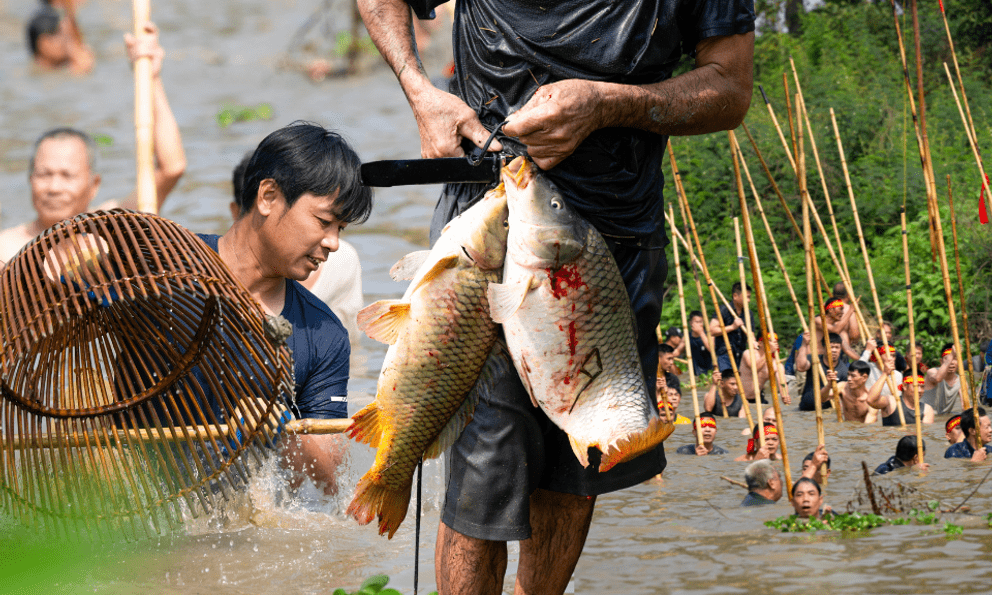 3 năm mới có 1 lần, hàng trăm trai làng xứ Đoài đồng loạt dập sào, cá quẫy trắng cả khúc sông