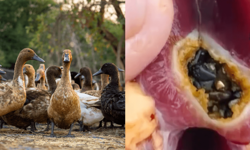 Lão nông phát hiện gần 3 chỉ vàng khi làm thịt vịt thả vườn: “Dân làng vẫn hay tìm thấy”