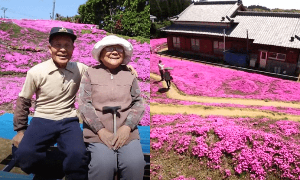 Cụ ông chăn bò ròng rã 2 năm trời trồng cánh đồng hoa để dành tặng người vợ mù