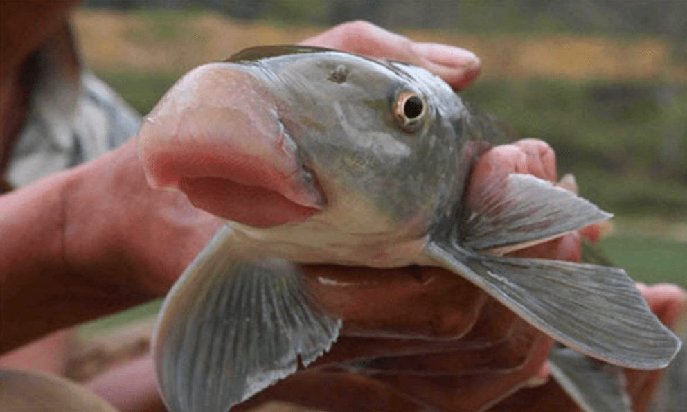 Giá chục triệu 1 kg, 