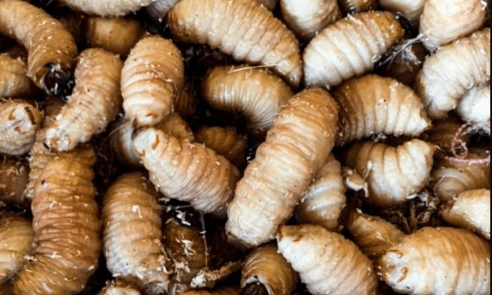 Báo chí quốc tế nói về món ăn 