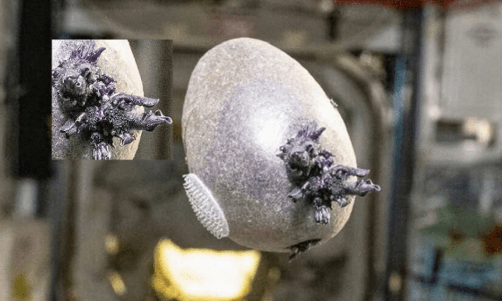 Phi hành gia NASA công bố bức ảnh “trứng người ngoài hành tinh” với xúc tu kỳ dị, nhiều người lo ngại