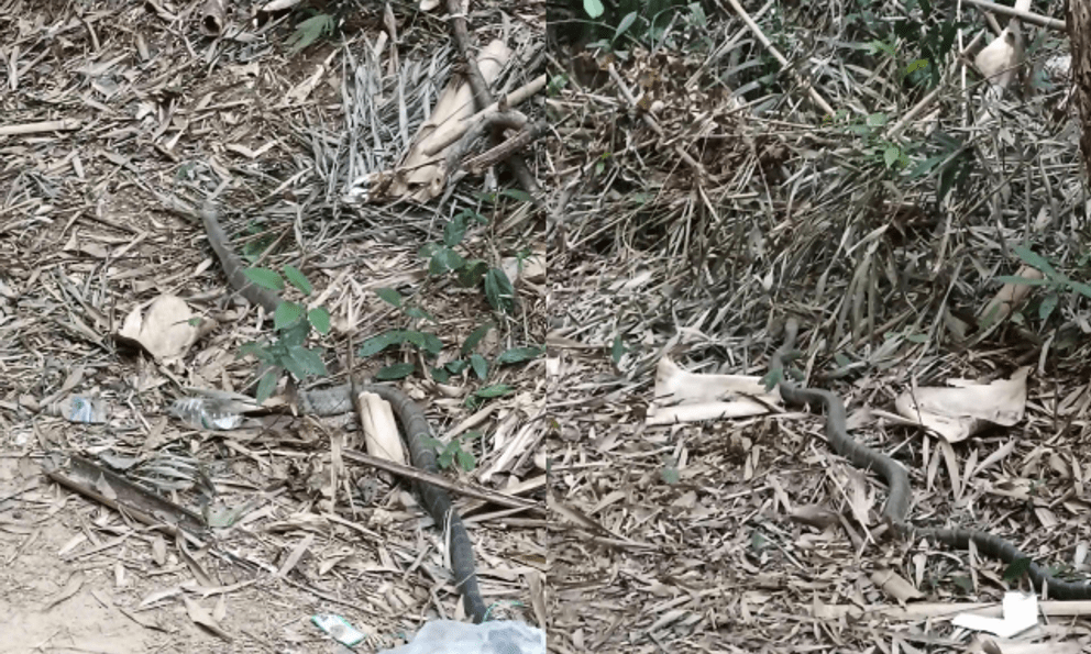 Anh nông dân SN 1990 hốt hoảng bắt gặp 'vị khách' chứa chất kịch độc trong vườn: Công an lập tức xuất hiện gây ngỡ ngàng