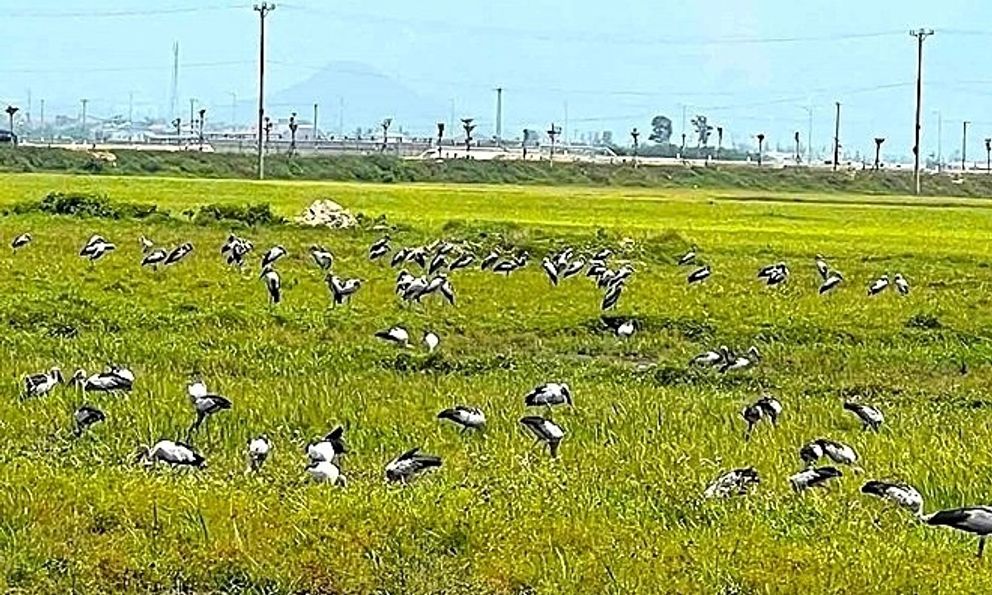 Đàn chim lạ hàng trăm con bất ngờ kéo đến Hà Tĩnh, cơ quan chức năng khuyến cáo khẩn