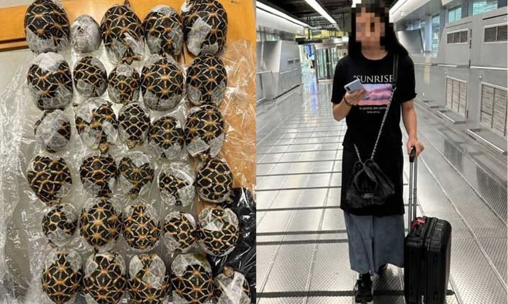 Phát hiện 30 con rùa trong người cô gái 19 tuổi chuẩn bị lên chuyến bay Vietjet Air Thái Lan