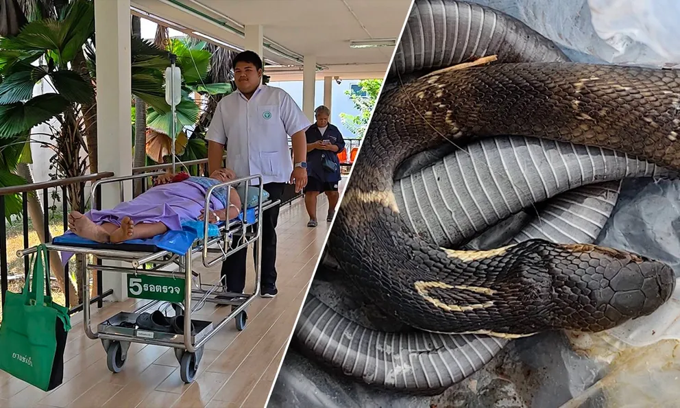 Người phụ nữ 69 tuổi chém chết rắn hổ mang rồi bình tĩnh mang xác rắn đến bệnh viện 