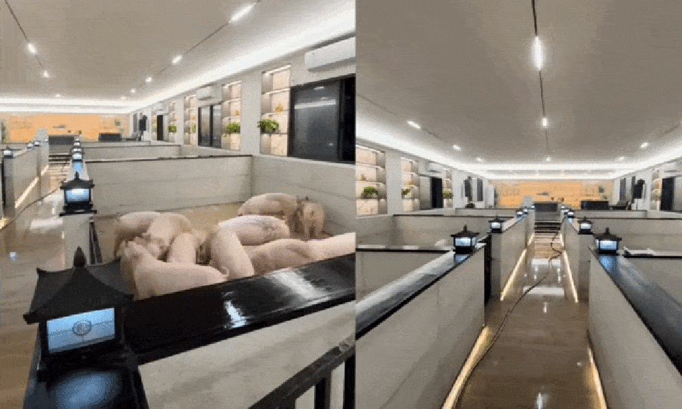 10 triệu người xem lợn được nuôi trong “khách sạn 5 sao”, hào nhoáng đến mức tưởng là AI, hóa ra có thật 