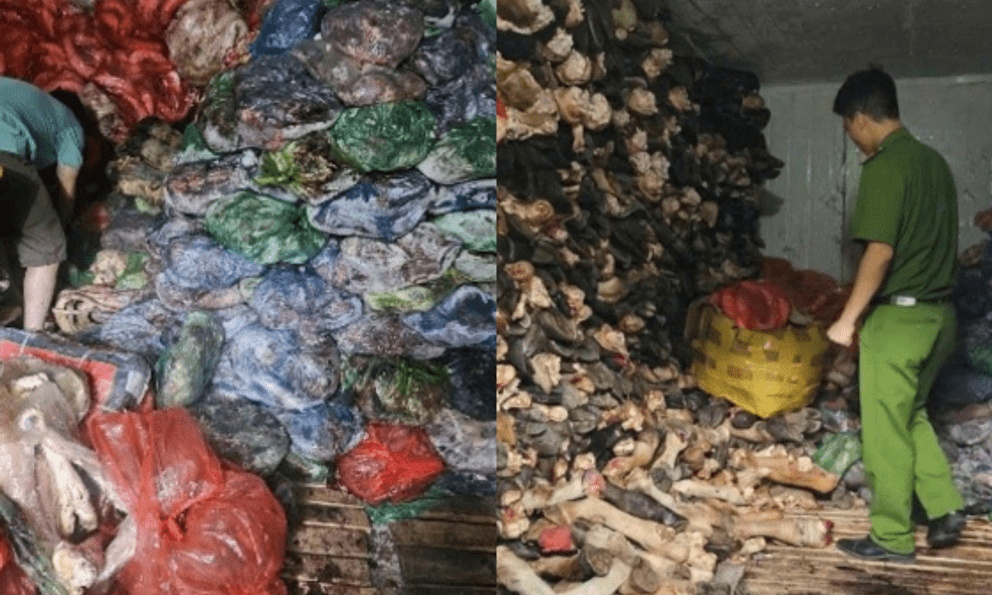 Tiến hành kiểm tra, thu giữ 1.200 kg nội tạng, xương bò bẩn tại một cơ sở kinh doanh ở Hà Nội