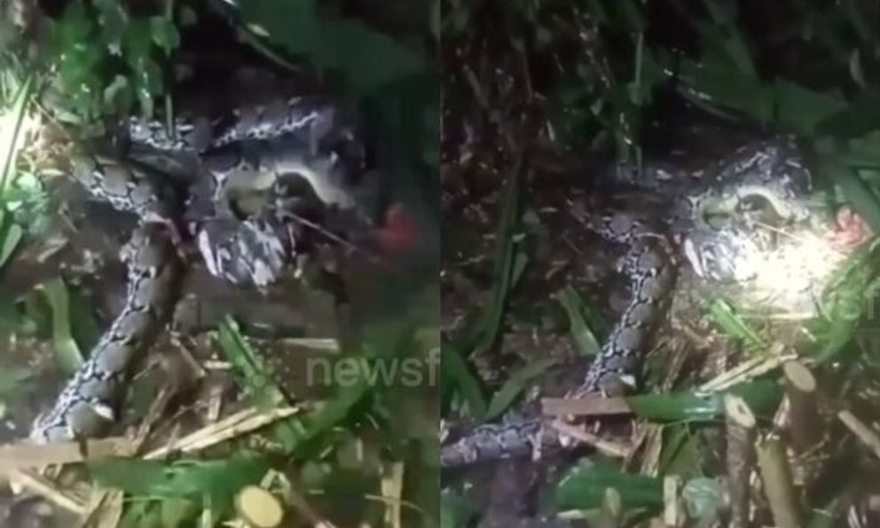 Người phụ nữ bị trăn dài 7,8m nuốt sống: Thi thể mắc kẹt trong miệng con vật, khi chồng kéo ra đã tử vong