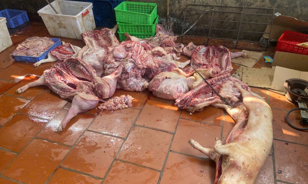Rùng mình gần 1 tấn thịt nghi từ lợn chết chuẩn bị bán ra thị trường, 7 mẫu dương tính với dịch tả lợn châu Phi