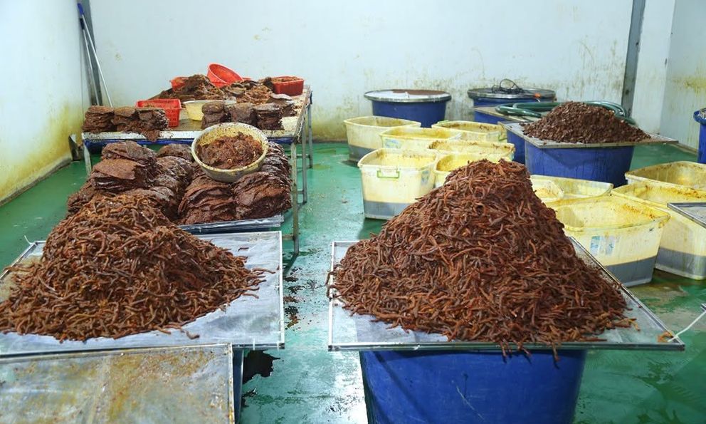 Đột kích 