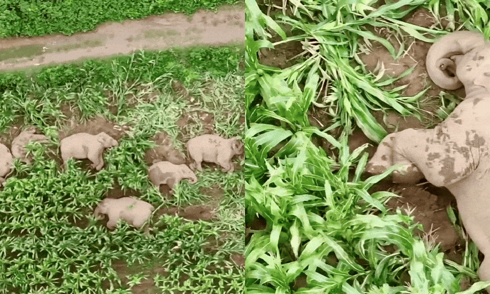 Đàn voi 7 con xâm chiếm ruộng ngô rồi lăn ra ngủ say sưa, cảnh tượng khiến chuyên gia 11 năm kinh nghiệm cũng phải kinh ngạc