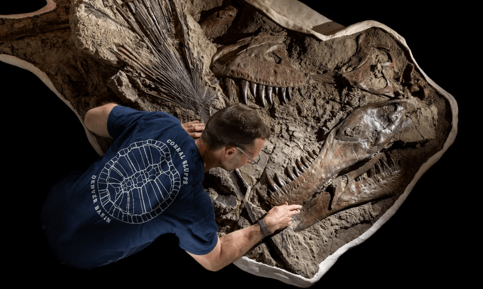 Khai quật dấu vết cực hiếm của khủng long T. rex sau 66 triệu năm 
