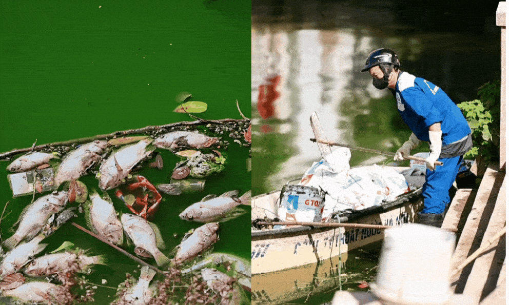 Cá chết nổi lềnh phềnh ở Công viên Nghĩa Đô (Hà Nội), người đi tập thể dục: 