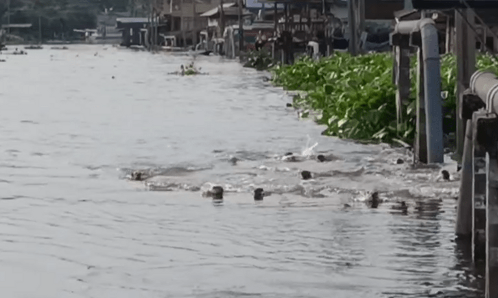  Dân Bangkok ngỡ ngàng chứng kiến đàn sinh vật “lạ” 20 con tràn vào kênh, chia phe như chuẩn bị đại chiến! 