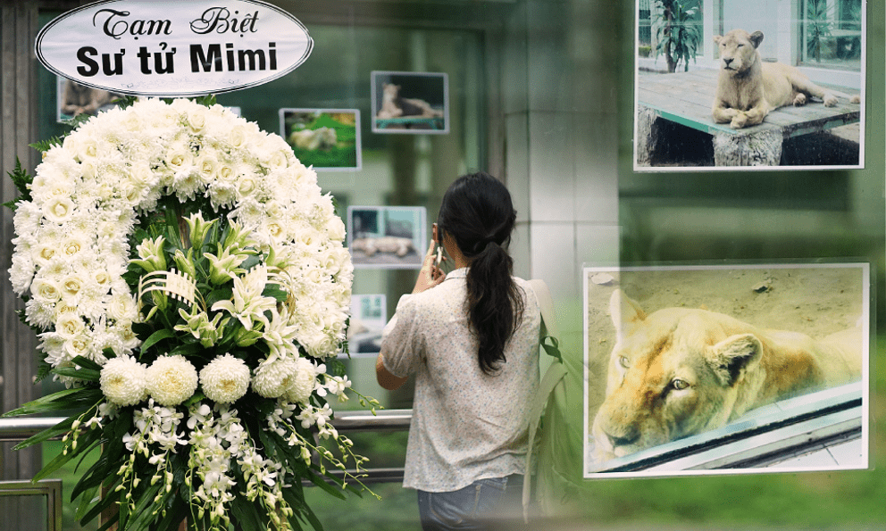 Sư tử trắng Mimi qua đời sau gần 16 năm ở Thảo Cầm Viên, vòng hoa tiễn biệt khiến nhiều người xúc động: “Bạn cũng là tuổi thơ của nhiều người”