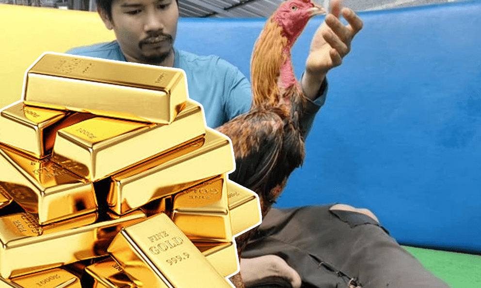 Sốc: Chú gà chọi ở Thái Lan thắng giải trăm tỷ đồng, 
