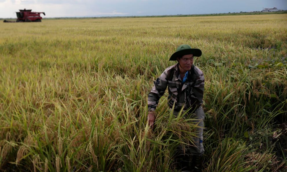 Gạo Việt trên đất Cuba, mô hình nông nghiệp chưa từng có: Hãng tin quốc tế viết gì?
