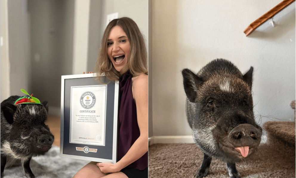 Một chú lợn vừa lập kỷ lục Guiness thế giới, lượng follow 