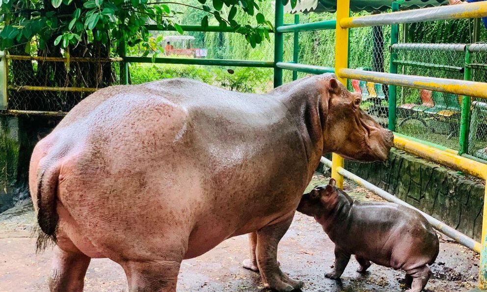 Hà mã mới sinh trong Vườn thú Hà Nội đã được đặt tên là Mã Nam