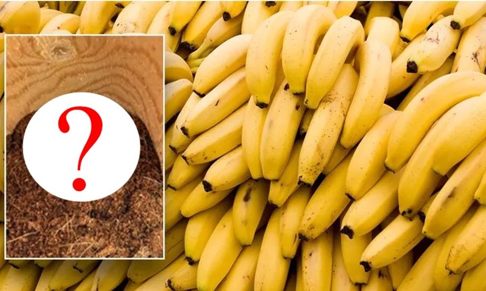 Siêu thị tá hỏa vì sinh vật có độc trong những nải chuối chín, chuyên gia: 