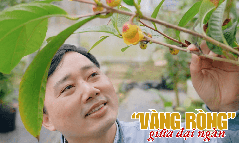 Bỏ việc lương cao đi trồng thứ 'vàng ròng' Việt Nam nhiều gấp 6 lần Trung Quốc, 15 triệu đồng 1 kilogram