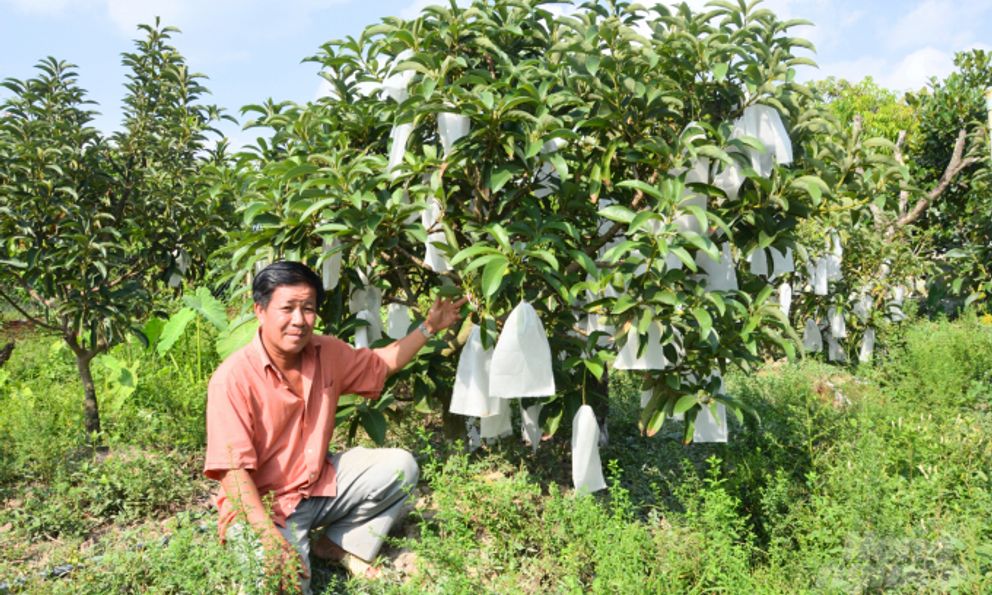 Chuyên trang Anh đánh giá đây là thực phẩm tốt nhất thế giới: Việt Nam trồng nhiều, năng suất cao bất ngờ