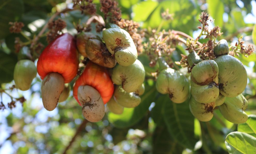 Loại hạt lọt top tốt nhất thế giới, Việt Nam xuất khẩu số 1 toàn cầu suốt 18 năm