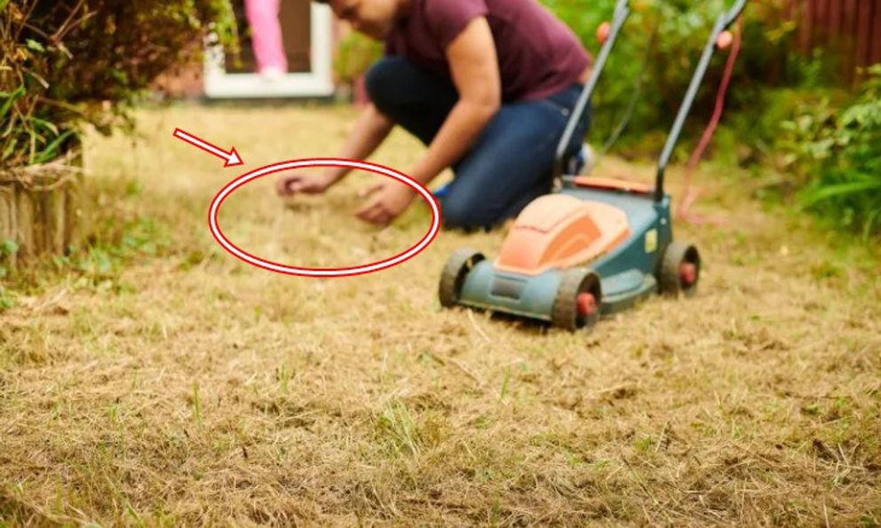 Đang cắt cỏ, người đàn ông đụng trúng vật thể lạ: Chuyên gia xem ảnh lập tức phong tỏa nguyên con phố