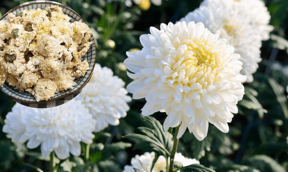 NASA xếp loại cây này vào nhóm lọc không khí vượt trội nhất thế giới: Việt Nam trồng ở nhiều nơi