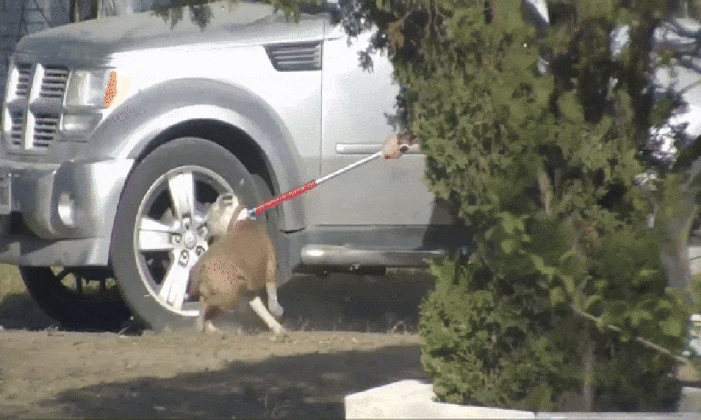 Chó pitbull cắn tử vong bé gái 7 tháng tuổi, bố mẹ chứng kiến cảnh ám ảnh: Hiện trường tìm thấy thương tâm