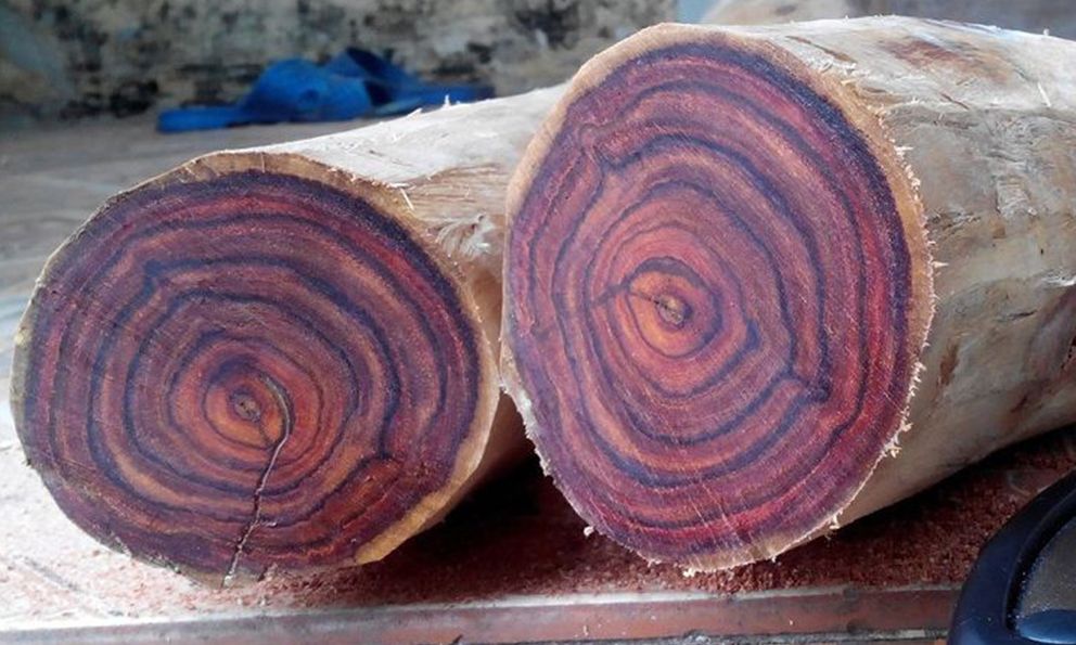 Loại gỗ được ví như 