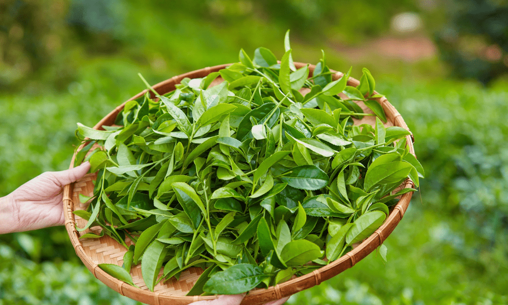 Việt Nam có 1 loại lá giúp chống rụng tóc, kích thích mọc tóc con: Dùng đúng cách phòng được cả ung thư